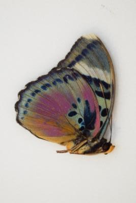Euphaedra xypete male