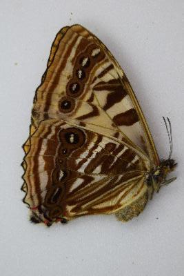 Morpho sulkowski femelle jaune  RARE