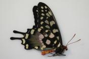 Papilio antenor femelle