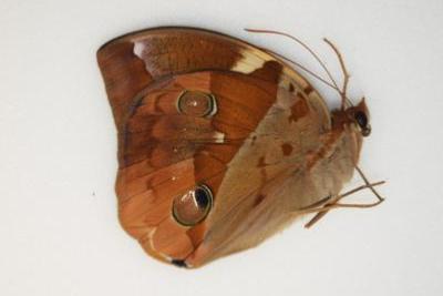 Thauria aliris male