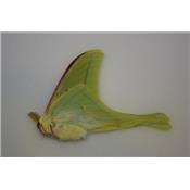 Actias luna male A-