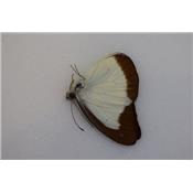 Appias lyncida dohertiella male