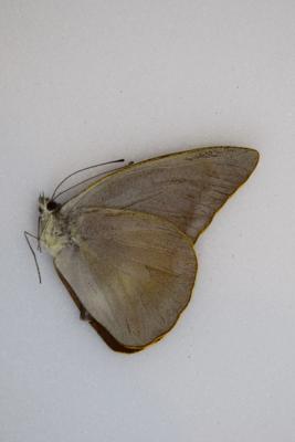 Appias placidia male