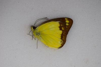 Cepora perimale ssp. toekangbesiensis male