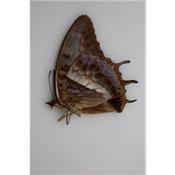 Charaxes cynthia femelle