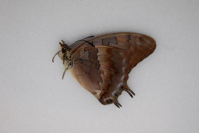 Charaxes etheocles viola femelle