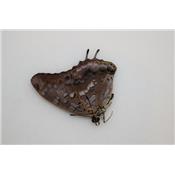 Charaxes etheocles virilis femelle