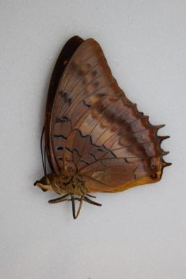 Charaxes lucretius femelle