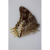 Charaxes orilus male RARE