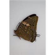 Charaxes tiridates femelle