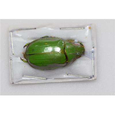 Chrysina intermedia femelle