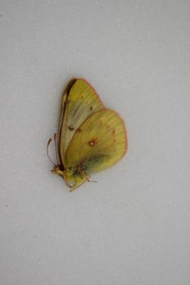Colias vauthier femelle