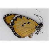 Danaus chrysippus