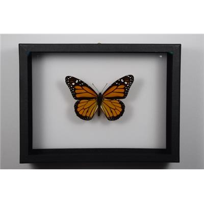 DBV Danaus plexippus