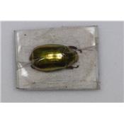 Chrysina optima gold RARE