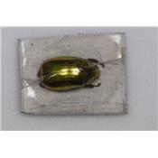 Chrysina optima gold RARE