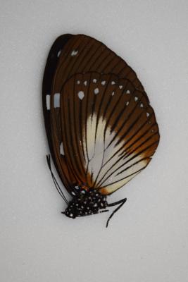 Euxanthe trajanus femelle