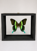 DBV Papilio blumei male