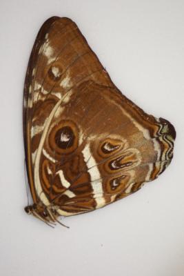 Morpho cisseis male A1