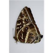 Morpho cisseis forme bleu FEMELLE