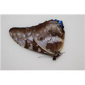 Morpho cypris male A-