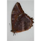Morpho theseus juturna male A1-