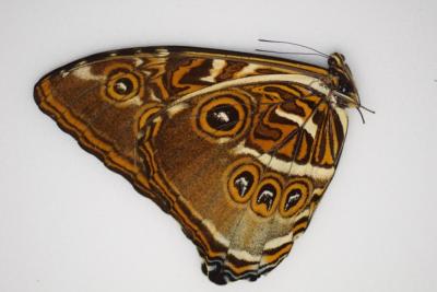 Morpho hecuba male A1A1-