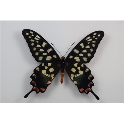 Papilio antenor male recto étale