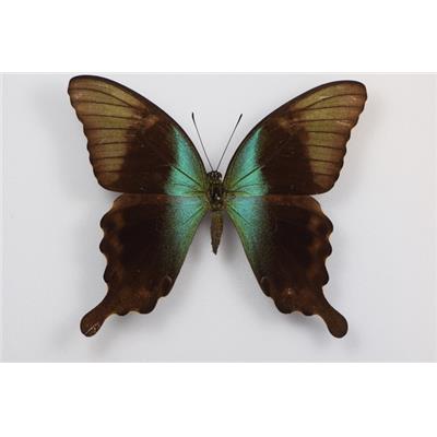 Papilio peranthus femelle étalé