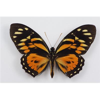 Papilio zagreus male étalé