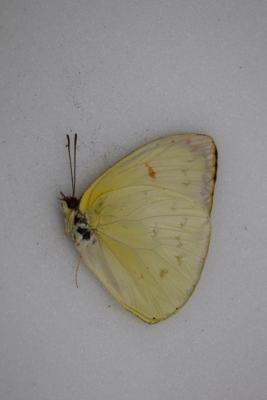 Aphrissa statira femelle