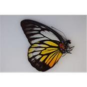 Prioneris philonome philonome male