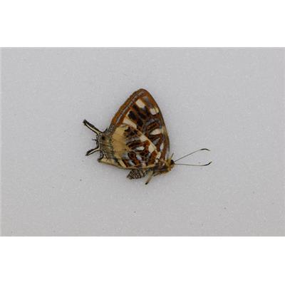 Lycaenidae sp 3