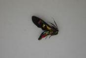 Papillon sp 3