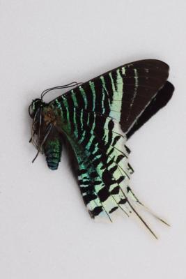 Urania leilus