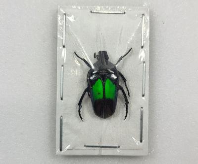 Dicheros modestus