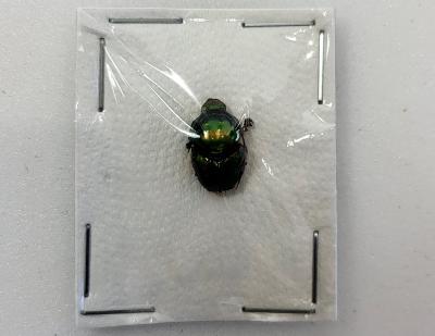 Proagoderus rangifer mâle