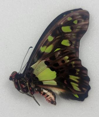 Graphium tynderus