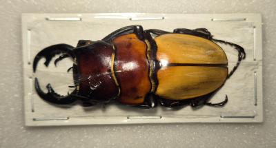 Odontolabis sommeri + 50 mm