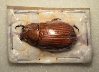 Chrysina paulseni male forme marron