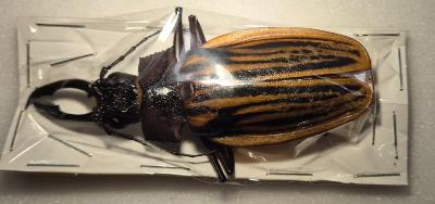 Macrodonthia antonkozlovi male 95mm