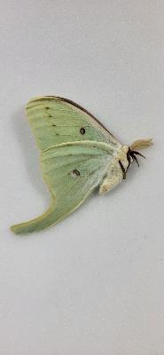 Actias luna male A1