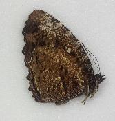 Elymnias casiphone alumna male