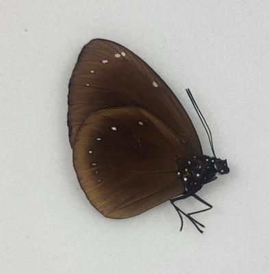 Euploea spp