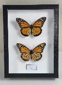 Boîte Cloche Danaus plexippus recto verso