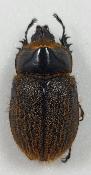 Heterogomphus hirtus male