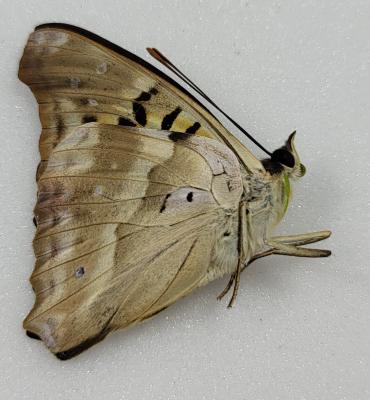 Doxocopa cherubina male