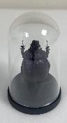 Mini Globes Eunoplotrupes sharpi