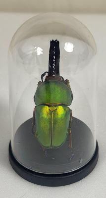 Mini Globes Lamprima adolphinae male