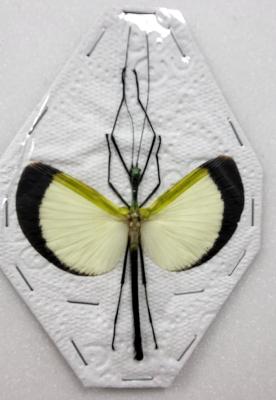 Tagesoides nigrosfasciata male